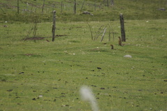 Marmota himalayana