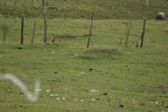 Marmota himalayana