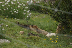 Marmota himalayana