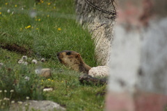 Marmota himalayana