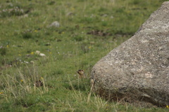 Marmota himalayana