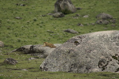 Marmota himalayana