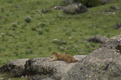 Marmota himalayana