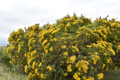 Dendroviguiera quinqueradiata