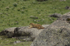 Marmota himalayana