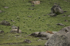 Marmota himalayana