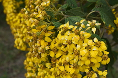 Dendroviguiera quinqueradiata