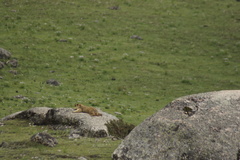 Marmota himalayana