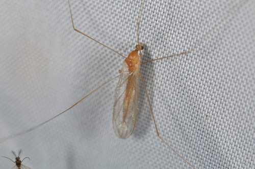 Unknown species found near Upper Rattlesnake, Missoula, MT 59802, USA