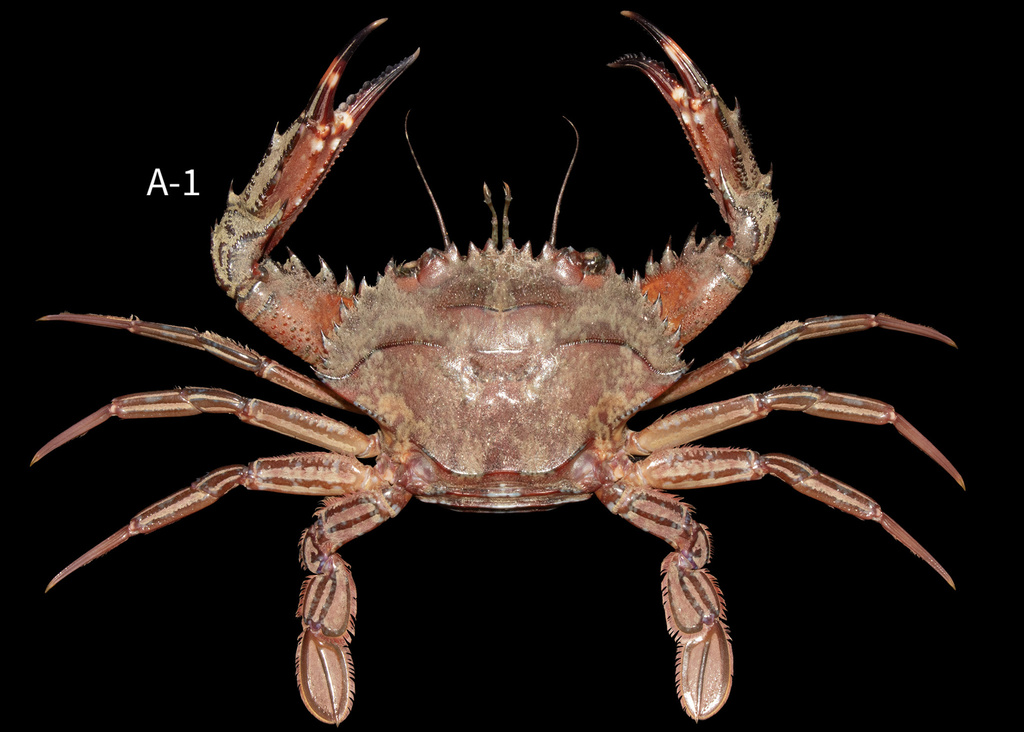 blackpoint sculling crab