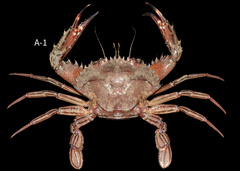 Blackpoint sculling crab