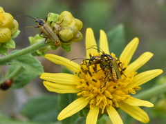 Chauliognathus hieroglyphicus