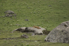 Marmota himalayana