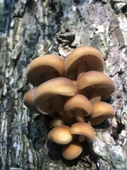 Flammulina velutipes