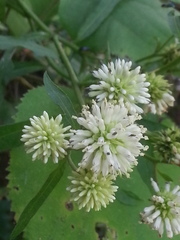 Verbesina walteri