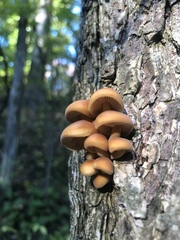 Flammulina velutipes