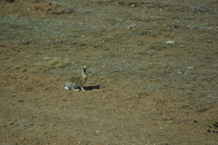 Lepus oiostolus