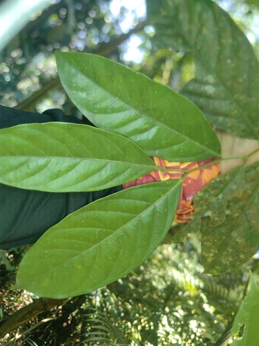 Xanthophyllum flavescens observed 2025-07-27