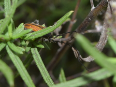 Neocrossidius trivittatus
