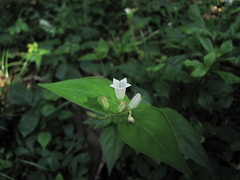 Spigelia humboldtiana