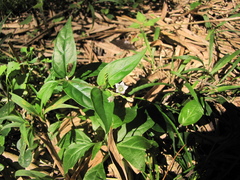 Spigelia humboldtiana