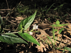 Spigelia humboldtiana
