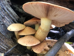 Gymnopilus junonius