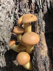 Gymnopilus junonius