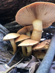 Gymnopilus junonius