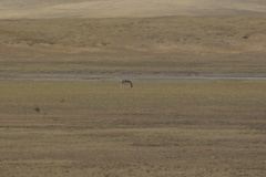 Equus kiang