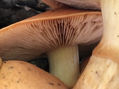 Gymnopilus junonius