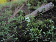 Spigelia polystachya