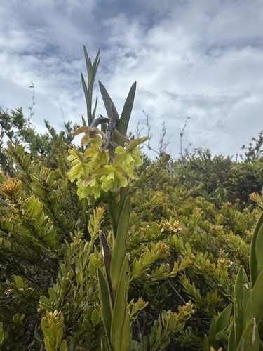 Epidendrum zipaquiranum, photograph 5