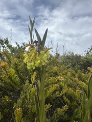 Epidendrum zipaquiranum, photograph (c) Nicolás Baresch Uribe, some rights reserved (CC BY)