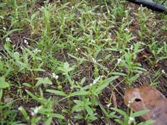 Spigelia polystachya