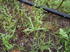 Spigelia polystachya