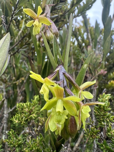 Epidendrum zipaquiranum, photograph 6