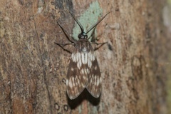 Eucereon discolor