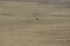 Equus kiang