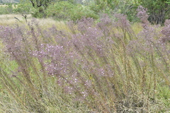 Stevia viscida