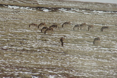 Equus kiang