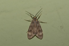 Eucereon costulata