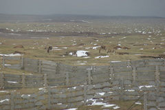 Equus kiang