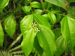 Strychnos panamensis