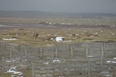 Equus kiang