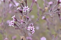 Stevia viscida