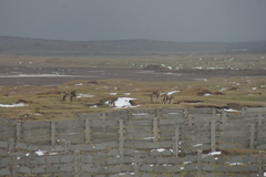 Equus kiang