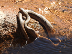 Tachymenis peruviana