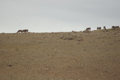 Equus kiang