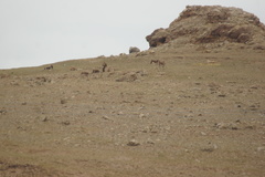 Equus kiang
